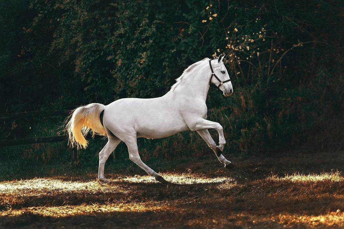 How Much Does a Horse Cost? Your Complete Guide to Equine Expenses