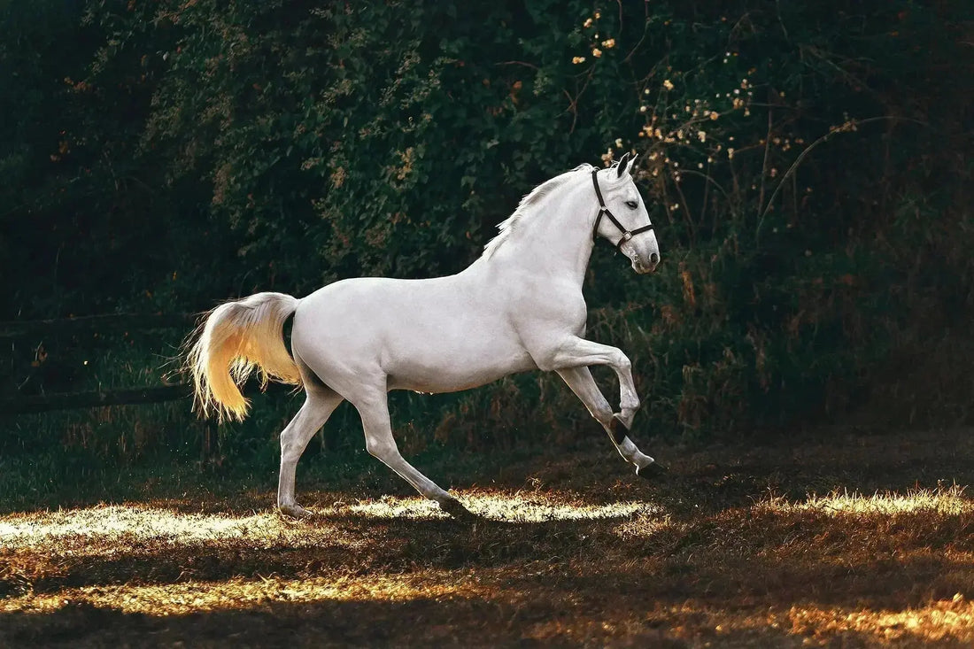 How-Much-Does-a-Horse-Cost-Your-Complete-Guide-to-Equine-Expenses Paddock Blade USA