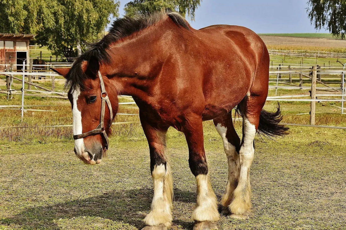 How-Much-Does-a-Horse-Weigh-Average-Weight-by-Breed Paddock Blade USA