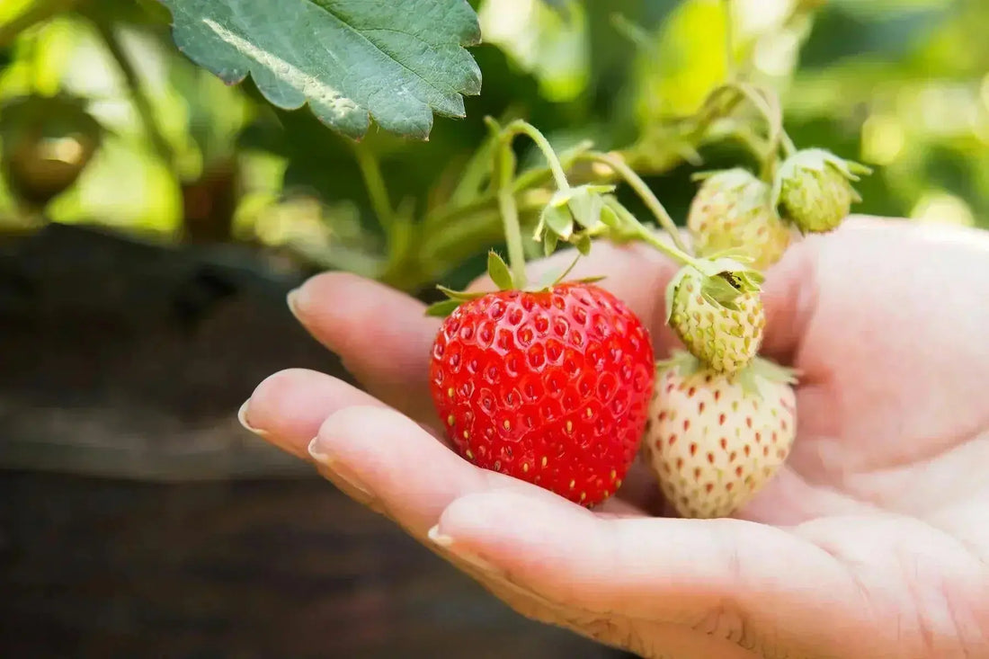 Can-Horses-Eat-Strawberries-Benefits-Risks-and-Feeding-Tips Paddock Blade USA