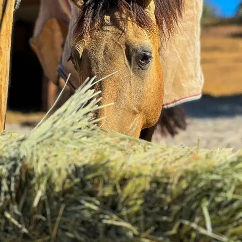 Buckskin horse eating rye grass hay bale