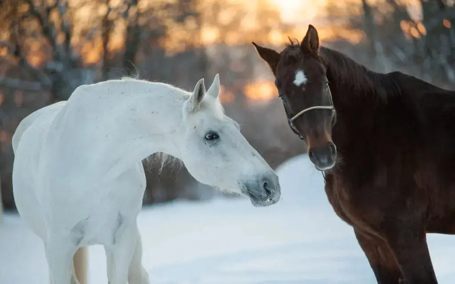two horses in the snow 