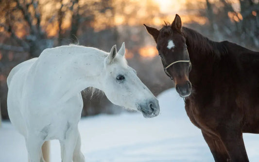 two horses in the snow 