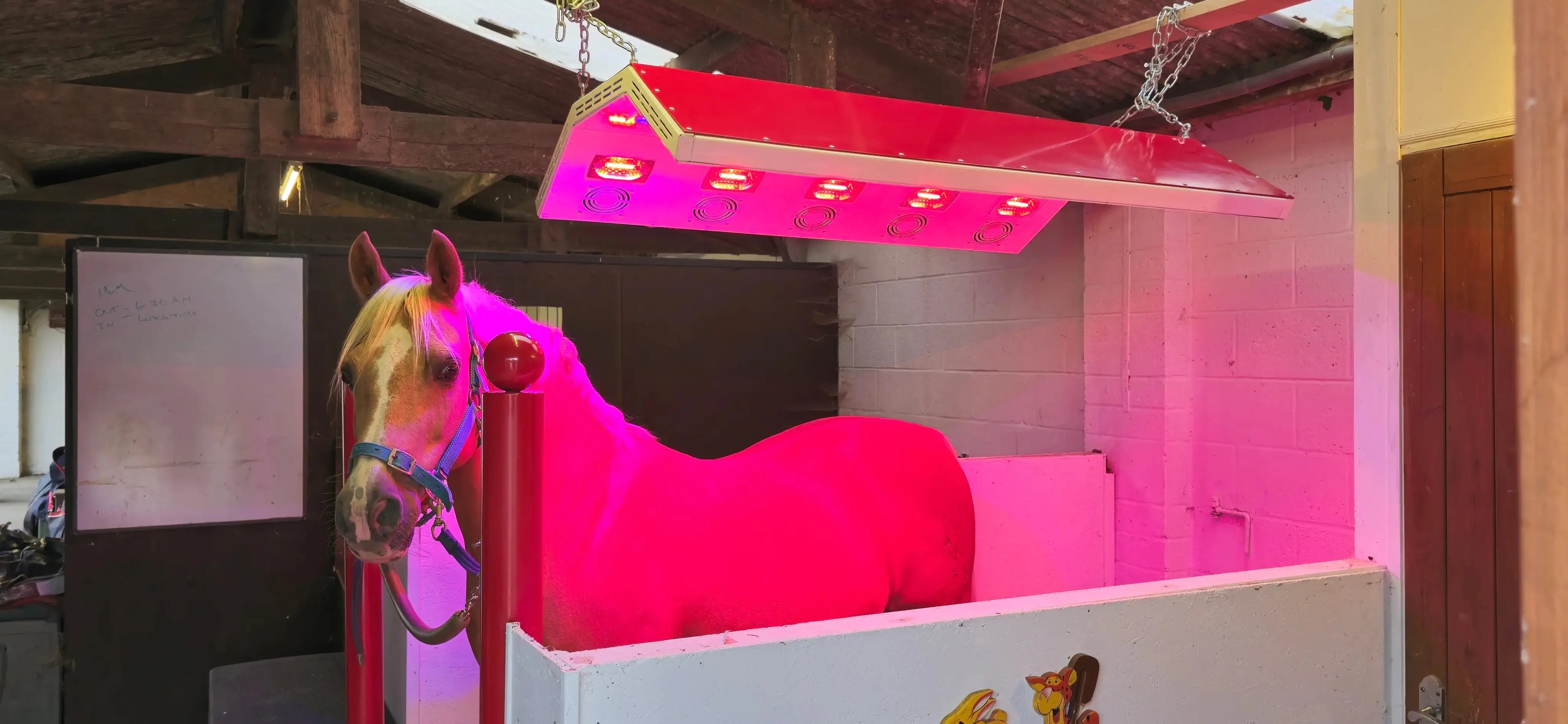 Aurora Closed Canopy Horse Therapy Solarium | Premium American Made