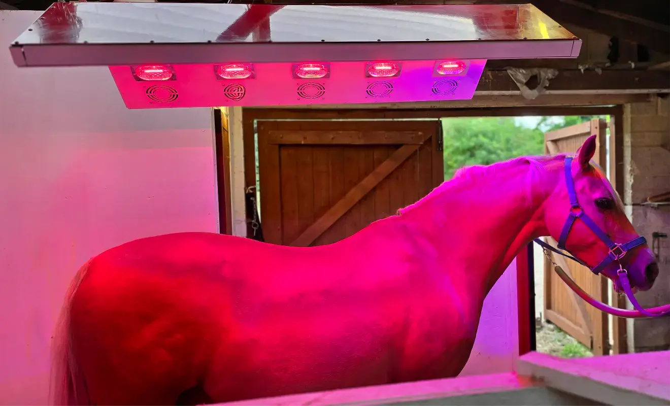 Aurora Closed Canopy Horse Therapy Solarium | Premium American Made