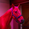 Equine solarium in use on horse in stable aisle